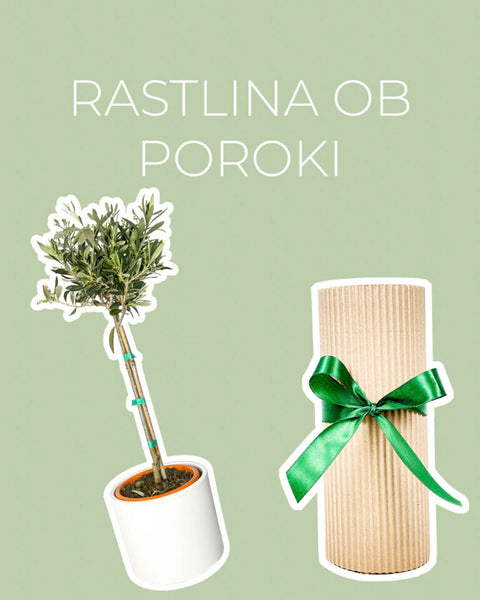 Rastlina ob poroki (Oljka L)