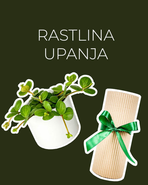 Rastlina upanja (Peperomia Hope)