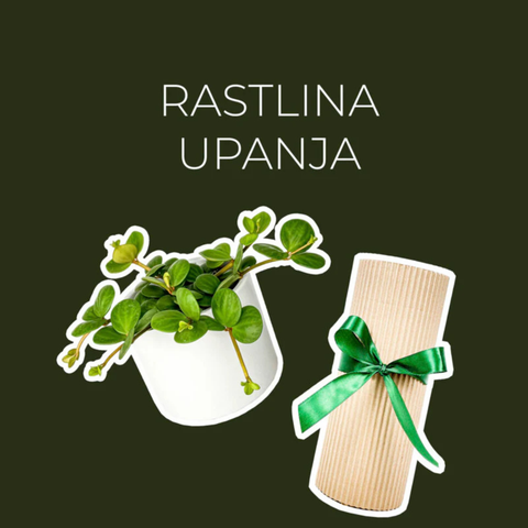 Rastlina upanja (Peperomia Hope)