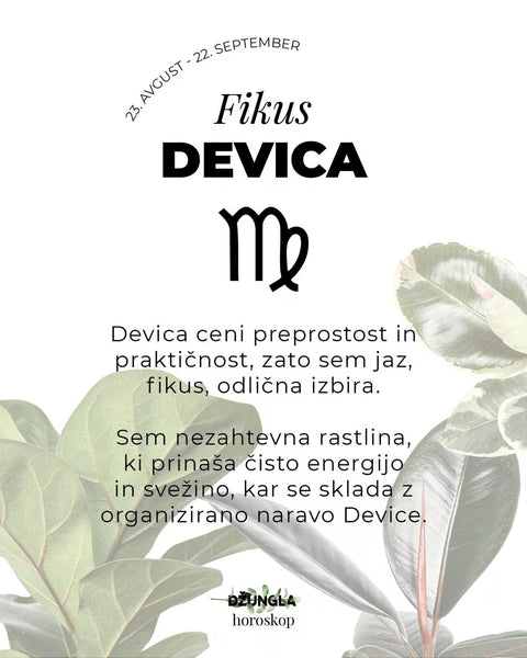 Horoskop rastlina: Devica (Fikus)