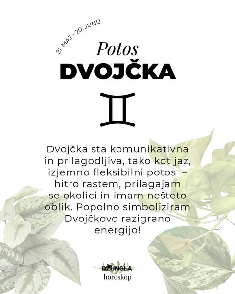 Horoskop rastlina: Dvojčka (Potos)
