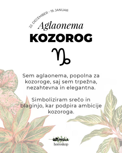 Horoskop rastlina: Kozorog (Aglaonema)