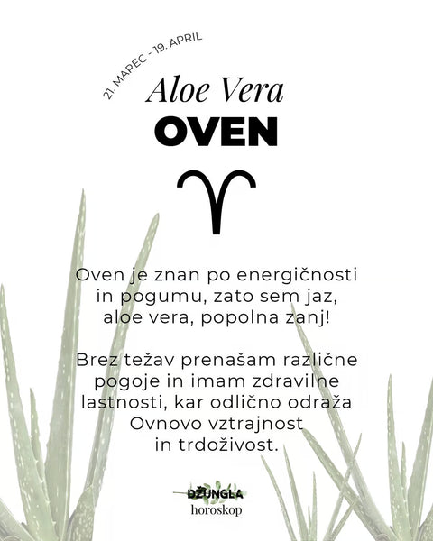 Horoskop rastlina: Oven (Aloe Vera)