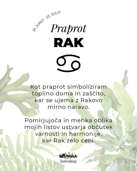 Horoskop rastlina: Rak (Praprot)