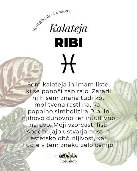 Horoskop rastlina: Ribi (Kalateja)