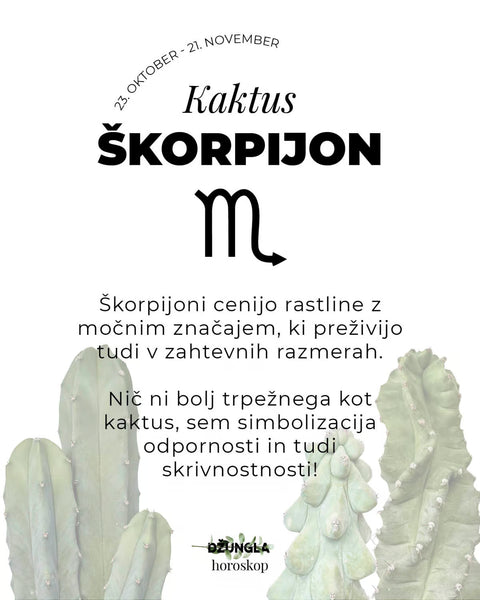 Horoskop rastlina: Škorpijon (Kaktus)