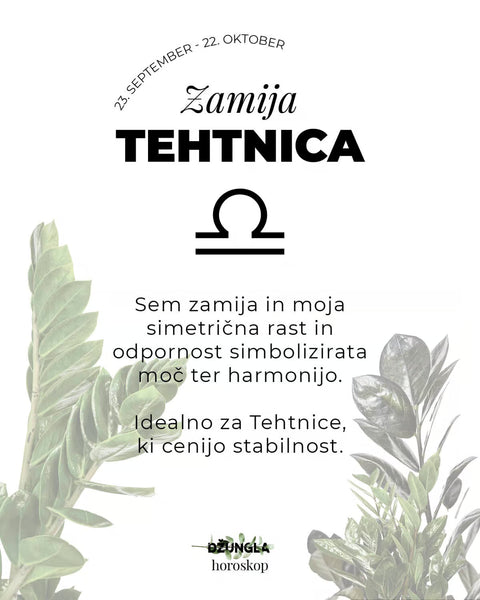 Horoskop rastlina: Tehtnica (Zamija)