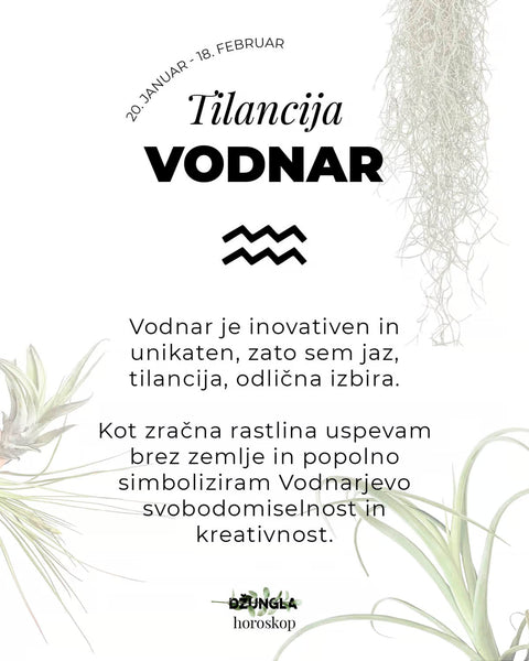 Horoskop rastlina: Vodnar (Zračna rastlina)