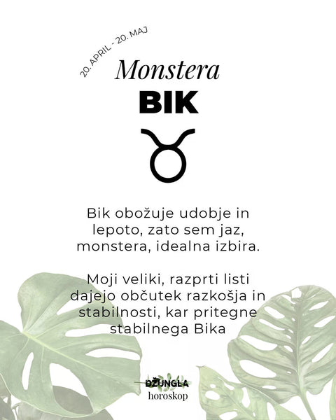 Horoskop rastlina: Bik (Monstera)