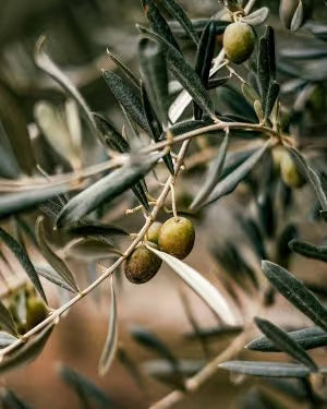 Rastlina ob poroki (Oljka L)