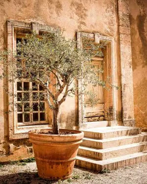 Rastlina ob poroki (Oljka L)