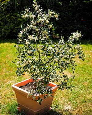 Rastlina ob poroki (Oljka L)