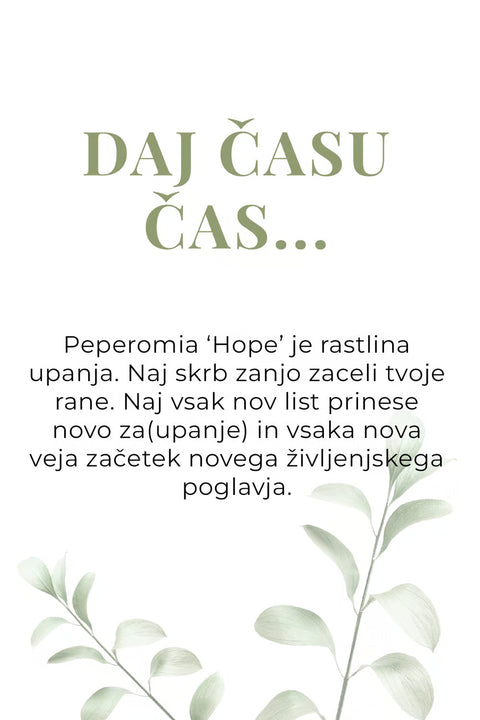 Rastlina upanja (Peperomia Hope)