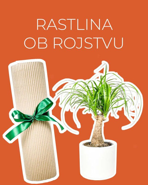 Rastlina ob rojstvu otroka (Nolina)