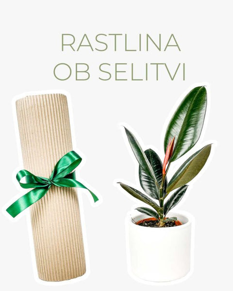 Rastlina ob selitvi (Ficus elastica ‘Abidjan’)