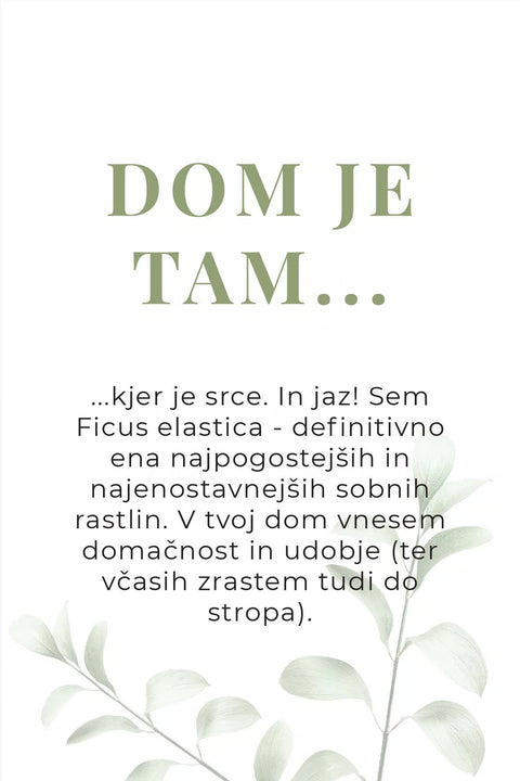 Rastlina ob selitvi (Ficus elastica ‘Abidjan’)