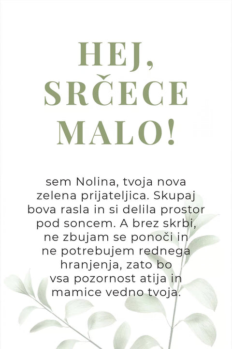 Rastlina ob rojstvu otroka (Nolina)