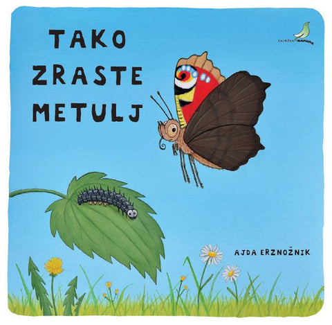 Tako zraste metulj